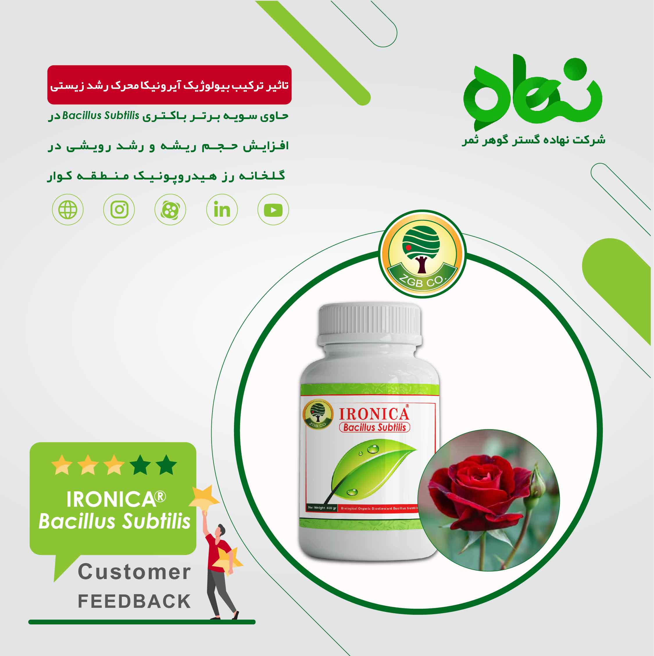 The effect of the biological composition of Ironica as a biological growth promoter in the rose greenhouse